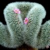 Mammillaria_lauii_1